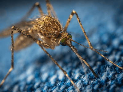 About Termites & Rodents Pest Control McKinney - pest control experts in McKinney